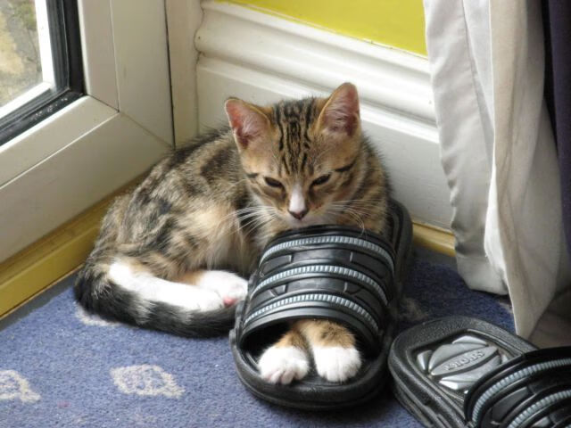 爱游戏登录入口-国内外裁判培训交流推动执法水准全面提升，境外裁判