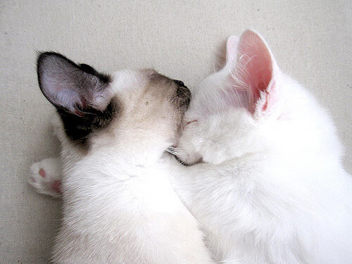 爱游戏平台-安东·李恩：全黑队中场的“关键球员”，每次传球都创造巨大威胁