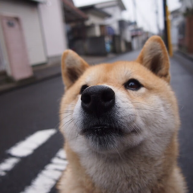 德甲战术升级：变化多端，令人期待！，德甲最新战报