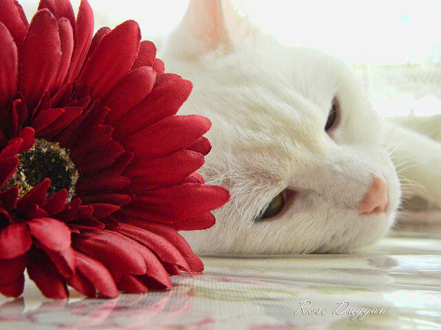 爱游戏官网-李娜称打球最怕内耗而非对手，李娜打球特点