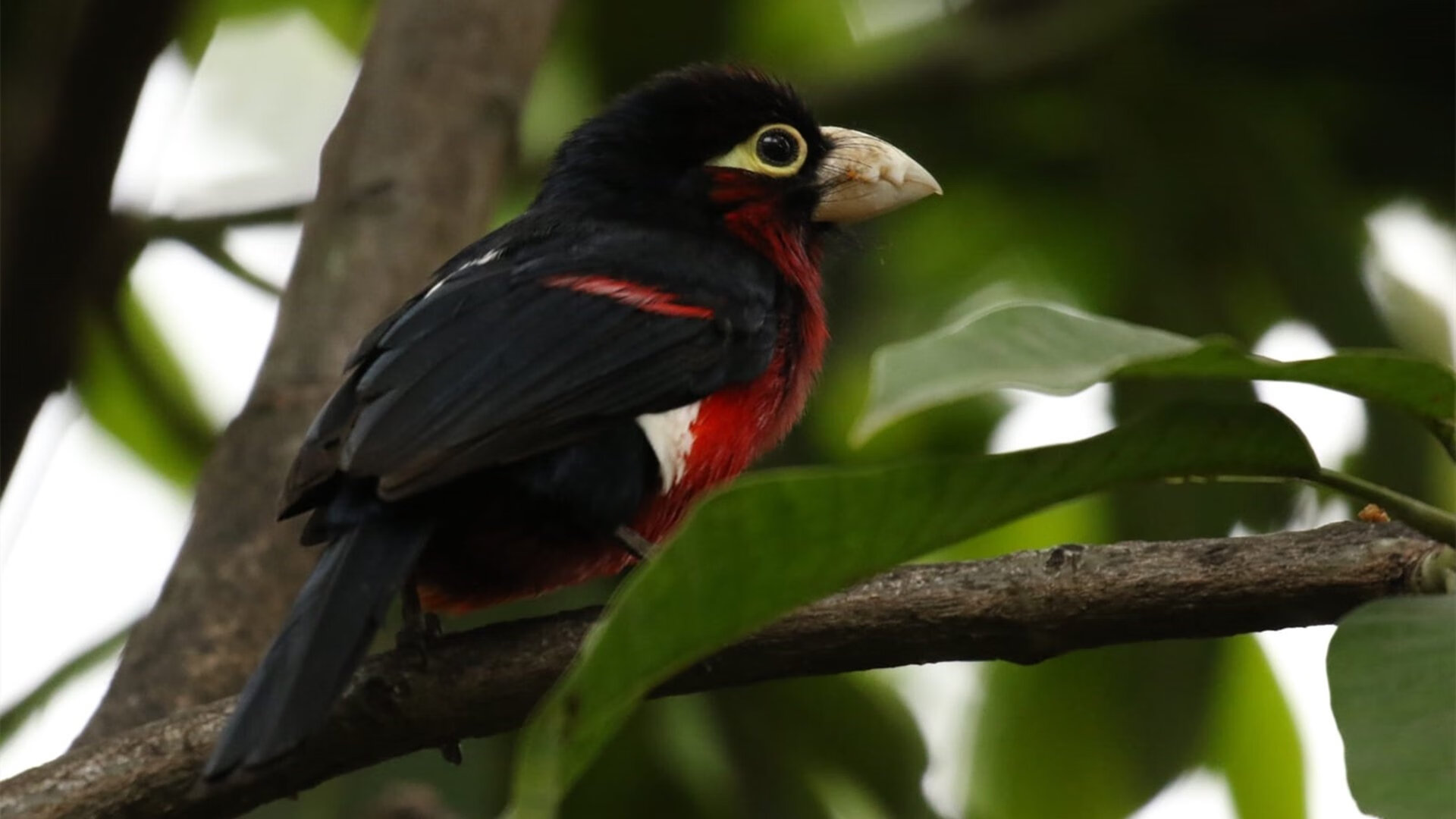 足球校园联赛扩展至乡镇中学，校园足球联赛内容