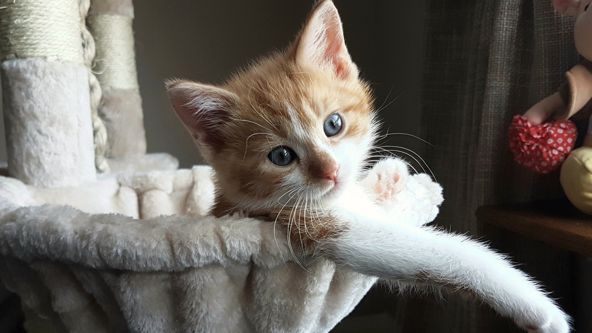 高校篮球管理课程设立为行业培养专业人才，篮球人才培养方案